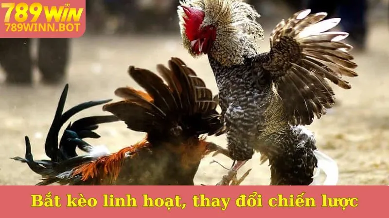 Bắt kèo linh hoạt, thay đổi chiến lược thường xuyên