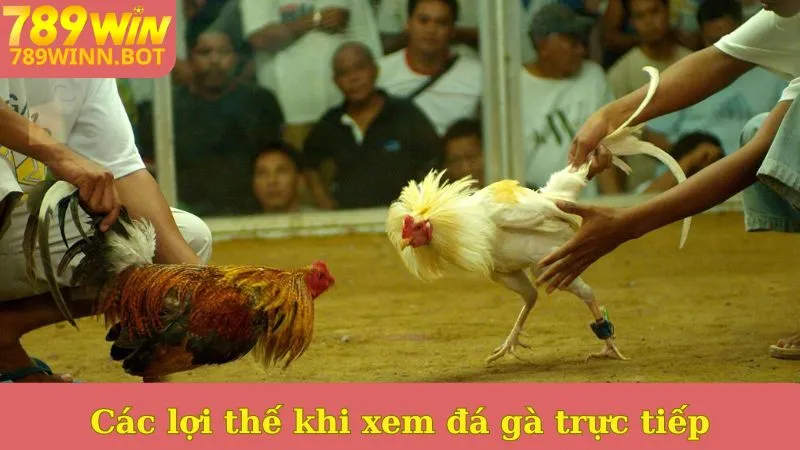 Các lợi thế khi xem đá gà trực tiếp