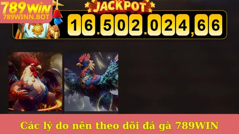 Các lý do nên theo dõi đá gà 789WIN