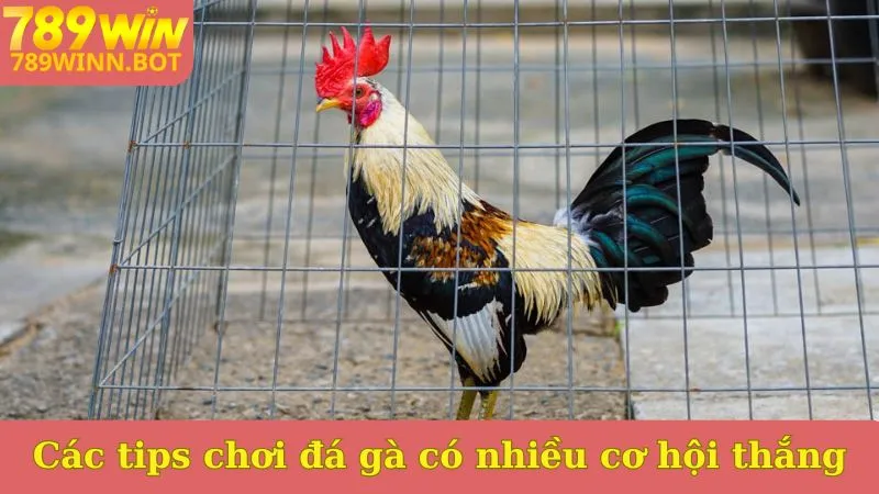 Các tips chơi đá gà có nhiều cơ hội thắng