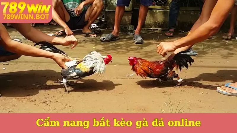 Cẩm nang bắt kèo gà đá online