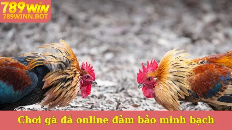 Chơi gà đá online đảm bảo minh bạch