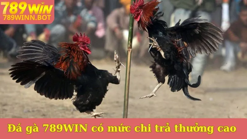 Đá gà 789WIN có mức chi trả thưởng cao