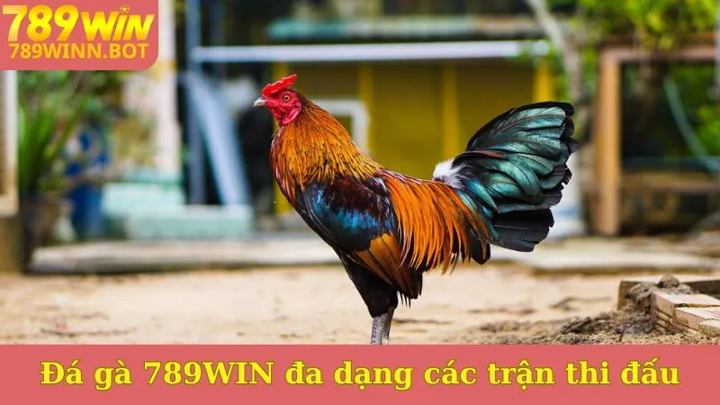 Đá gà 789WIN phát sóng đa dạng các trận thi đấu