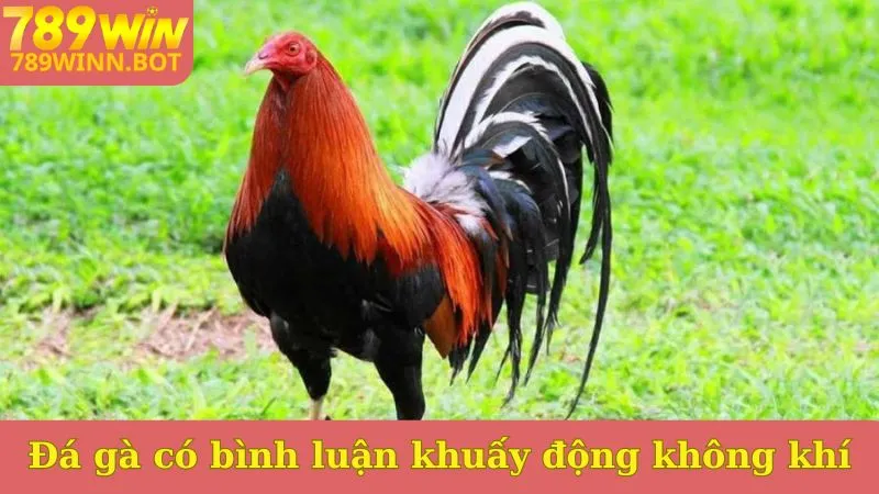 Đá gà Thomo có bình luận viên khuấy động không khí