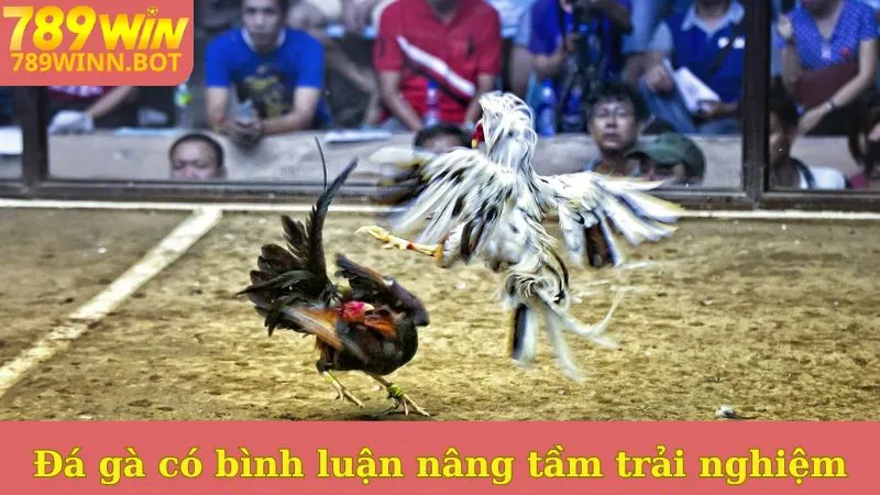 Đá gà Thomo có bình luận viên nâng tầm trải nghiệm