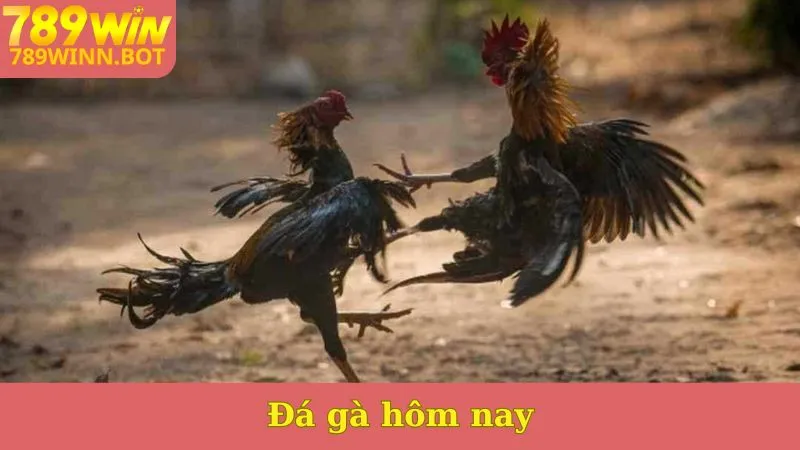 Đá gà hôm nay