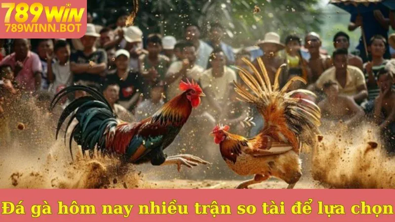 Đá gà hôm nay online nhiều trận so tài cho bạn lựa chọn
