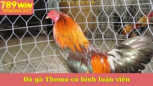 Đá gà Thomo có bình luận viên