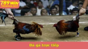 Đá gà trực tiếp