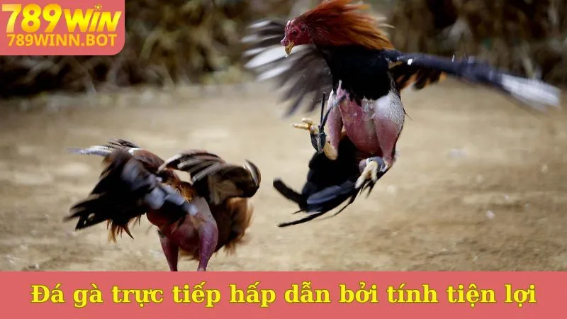 Đá gà trực tiếp hấp dẫn bởi tính tiện lợi
