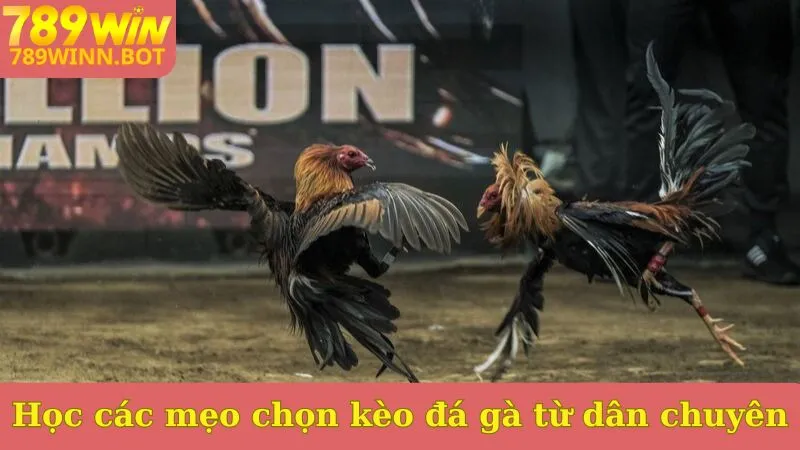 Học ngay các mẹo chọn kèo đá gà từ dân chuyên