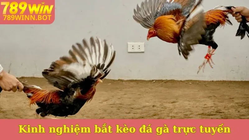 Kinh nghiệm bắt kèo đá gà trực tuyến