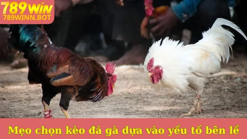 Mẹo chọn kèo đá gà dựa vào yếu tố bên lề