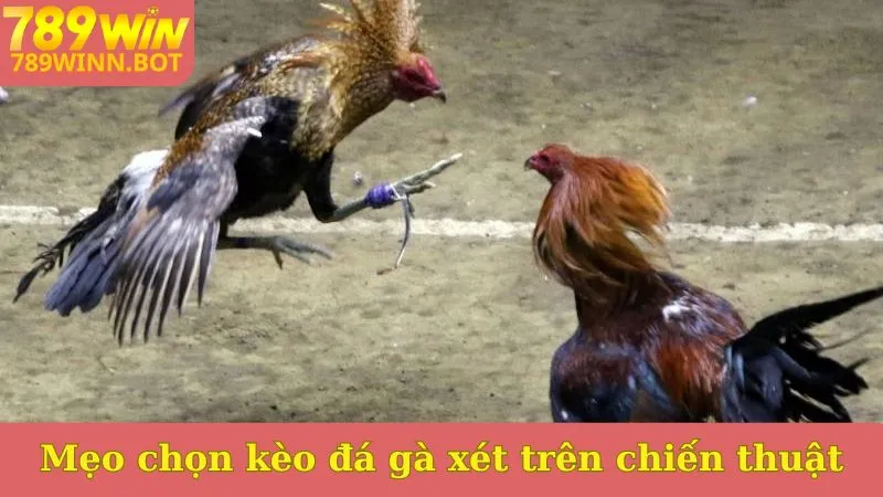 Mẹo chọn kèo đá gà xét trên chiến thuật