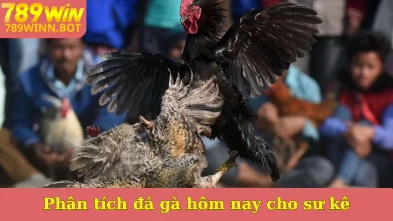 Phân tích đá gà hôm nay xanh chín cho sư kê