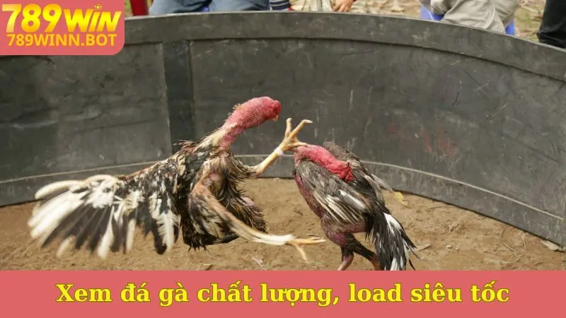 Xem đá gà Thomo có bình luận chất lượng, load siêu tốc